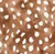 Chocolate Fawn