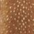Fawn Brown